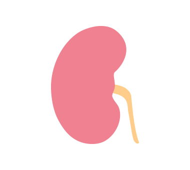 ステージ1の腎臓のイラスト