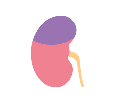 ステージ2の腎臓のイラスト