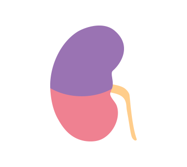 ステージ3の腎臓のイラスト
