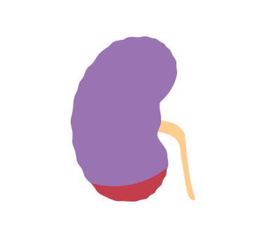 ステージ5の腎臓のイラスト