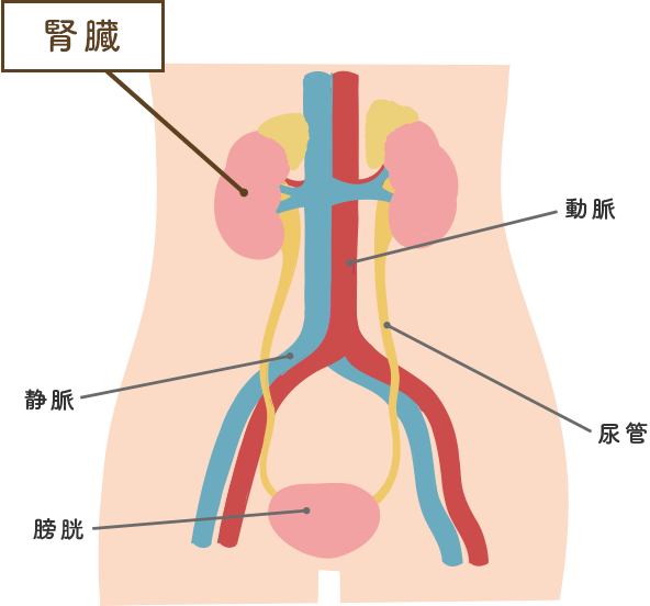 体のイラスト